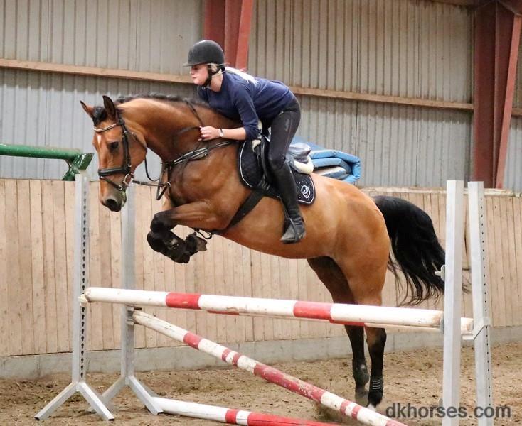 Dansk Varmblod Luscinia billede 2