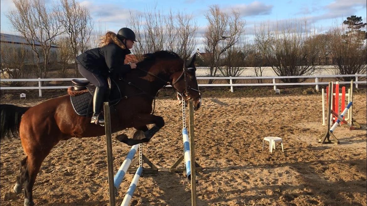 Dansk Varmblod Electric | Egon | billede 20