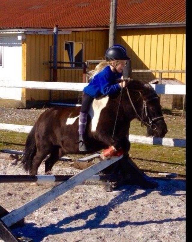 Shetlænder Holger fra Hjortholm billede 9
