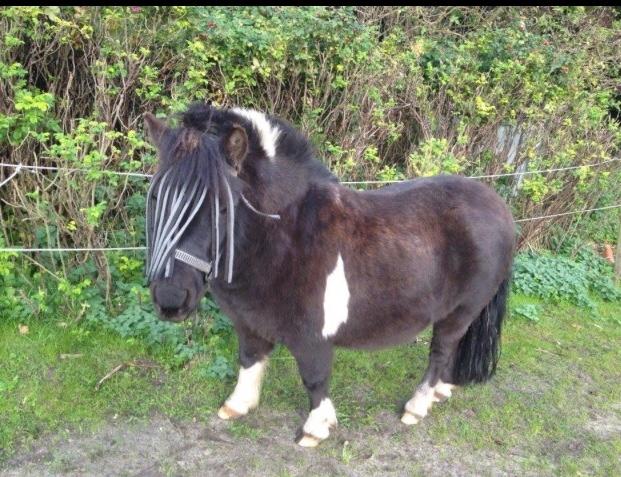 Shetlænder Holger fra Hjortholm billede 12