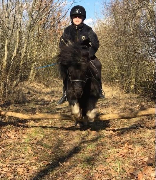 Shetlænder Holger fra Hjortholm billede 13