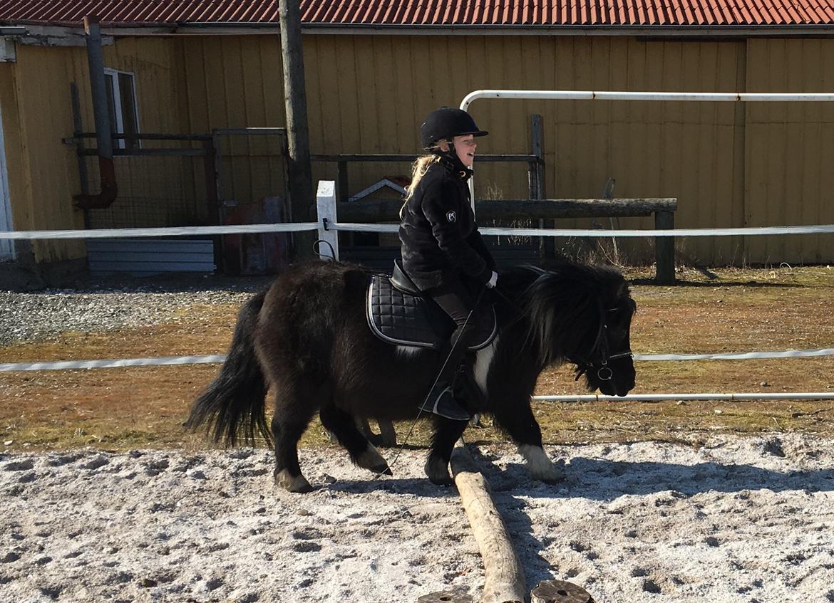 Shetlænder Holger fra Hjortholm billede 14