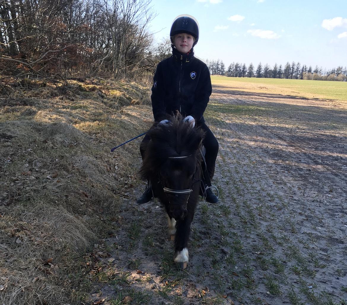 Shetlænder Holger fra Hjortholm billede 15