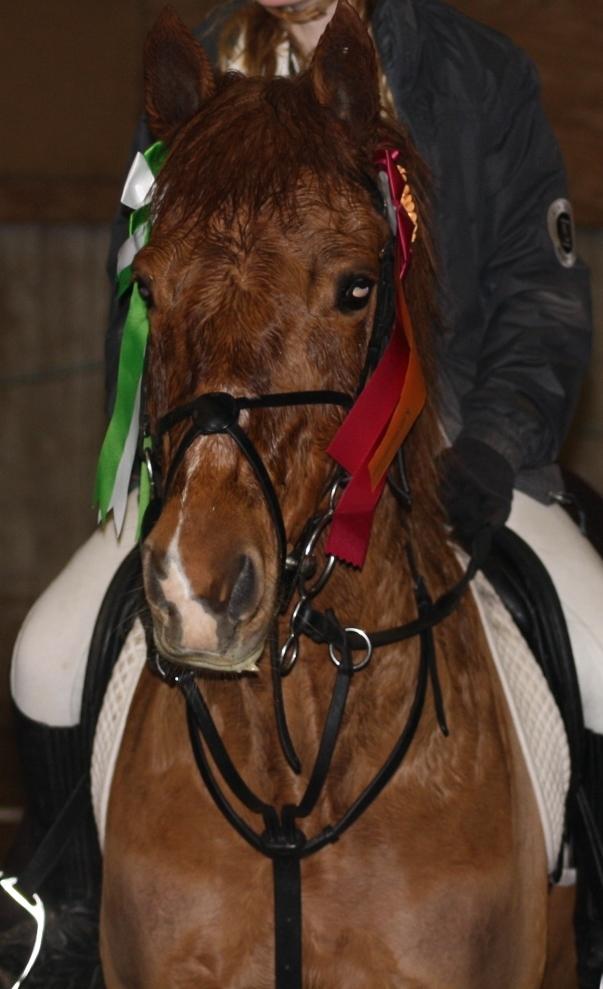 Anden særlig race Lise (DK) | Tidl. lånehest | R.I.P. billede 16