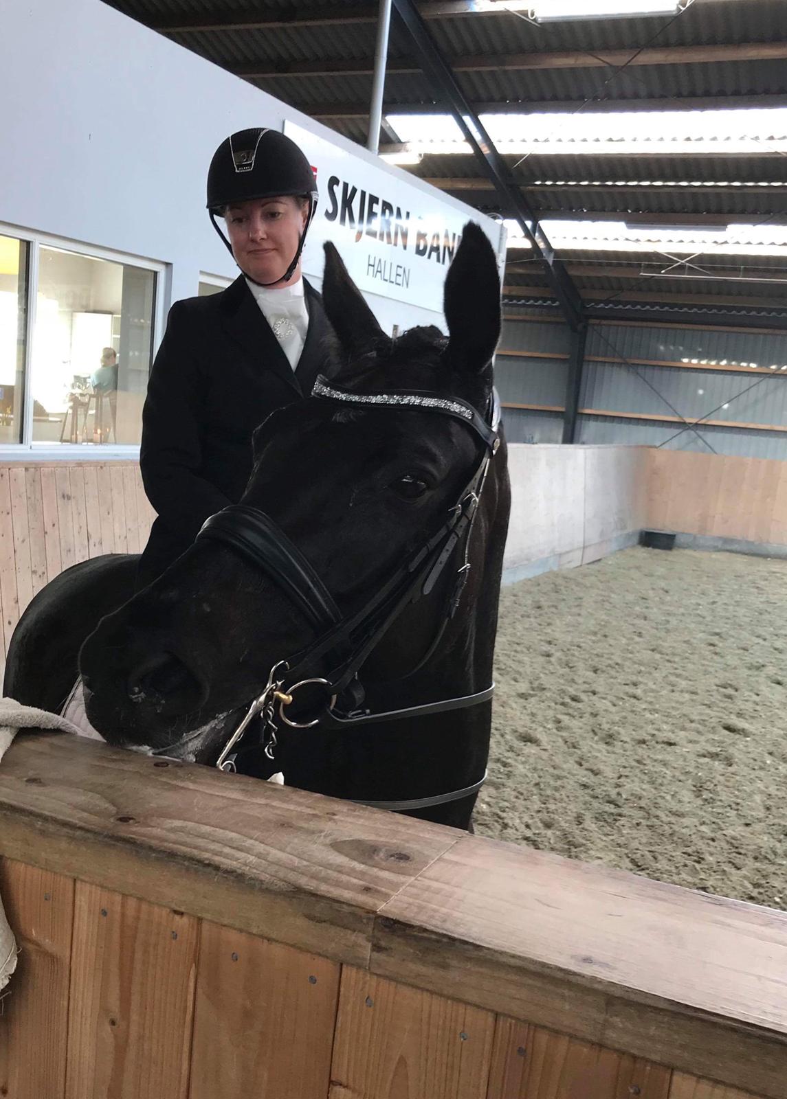 Dansk Varmblod Stenkærgårds Attention (B-hest) billede 23