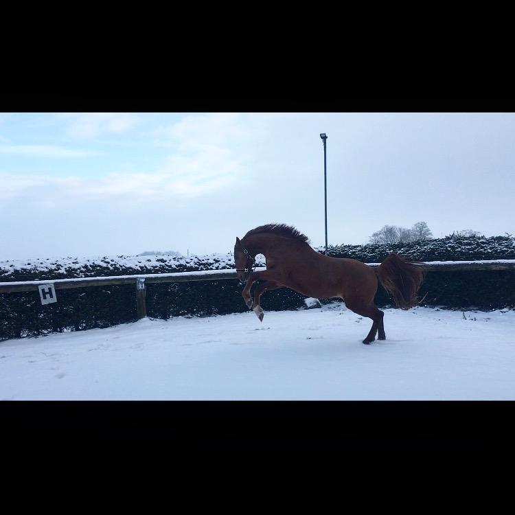 Anden særlig race Raffael (Raffe) billede 10