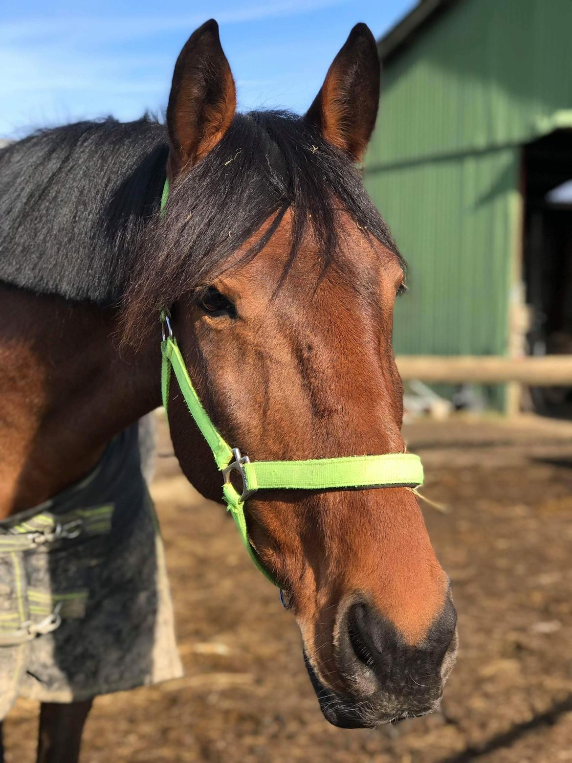 Anden særlig race Comino billede 18