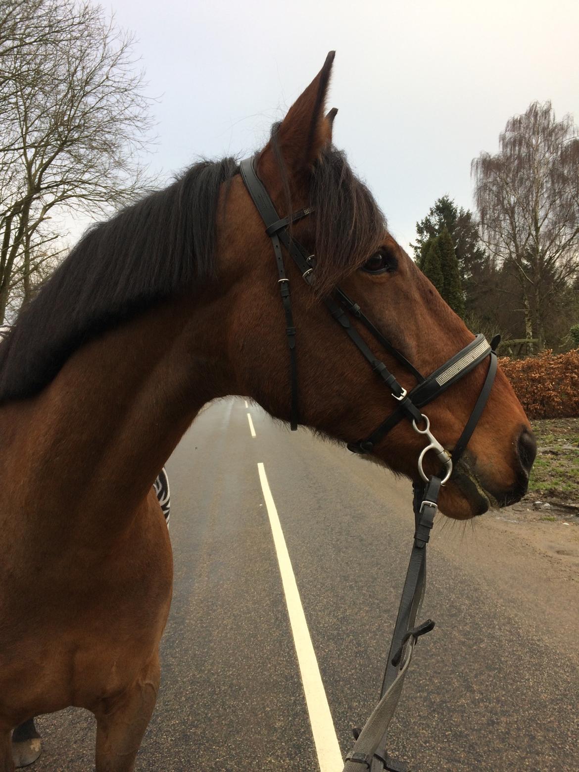 Anden særlig race Comino billede 19