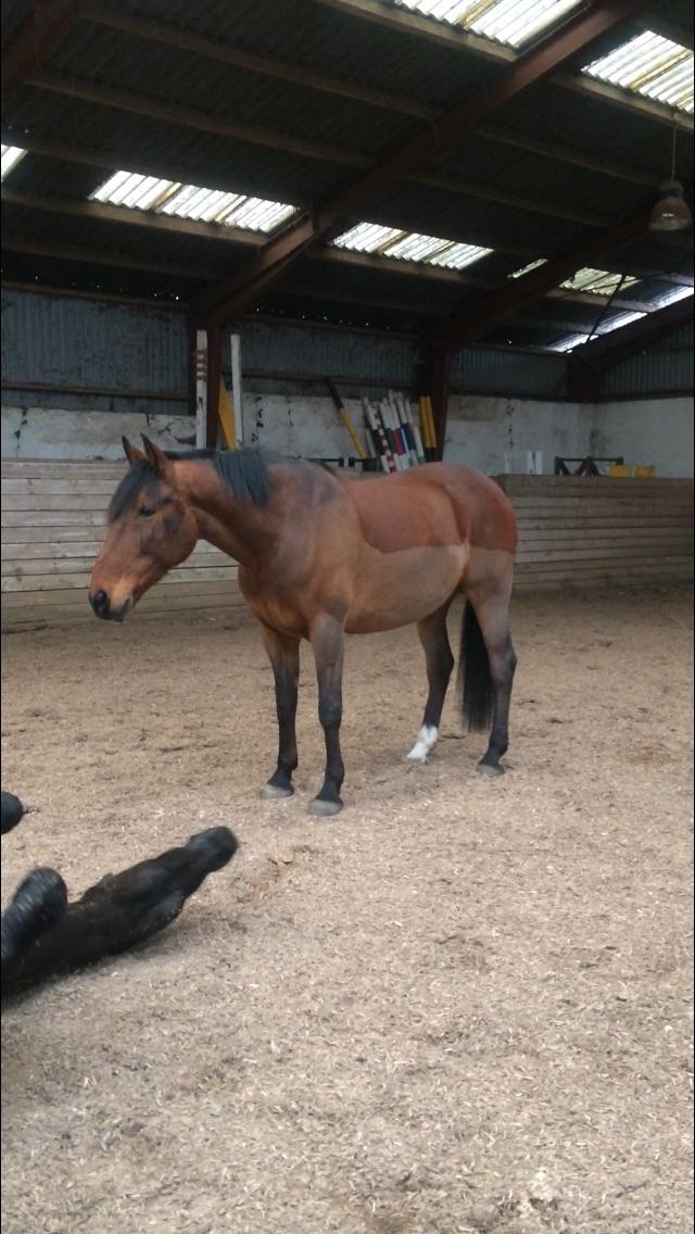 Anden særlig race Comino billede 20
