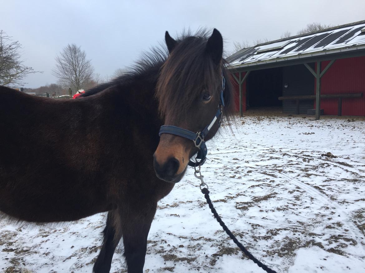Anden særlig race June - June nyder sneen! billede 17