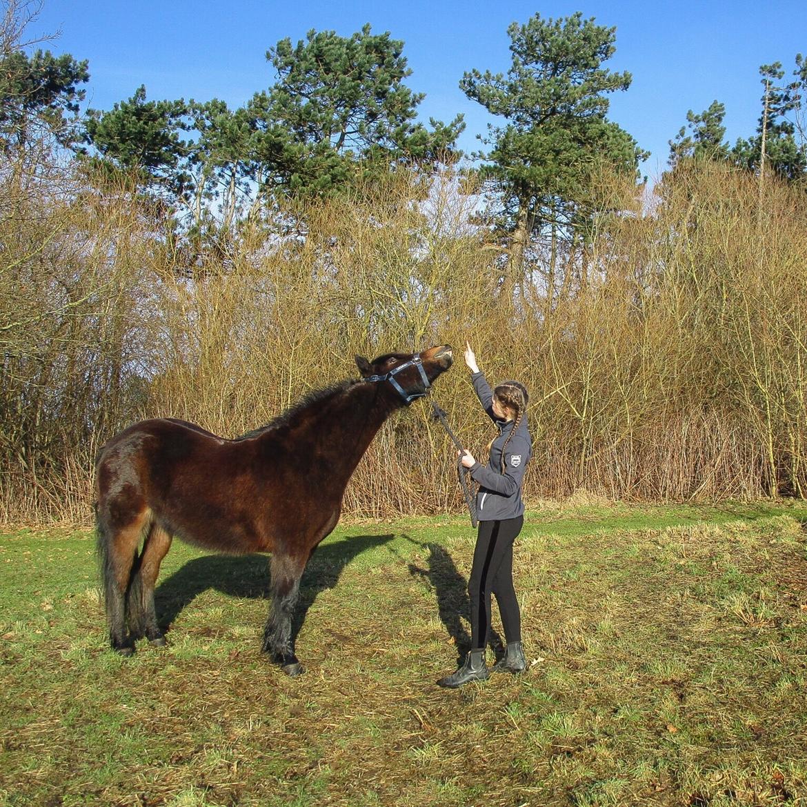 Anden særlig race June - Smileee XD et af Junes tricks billede 18