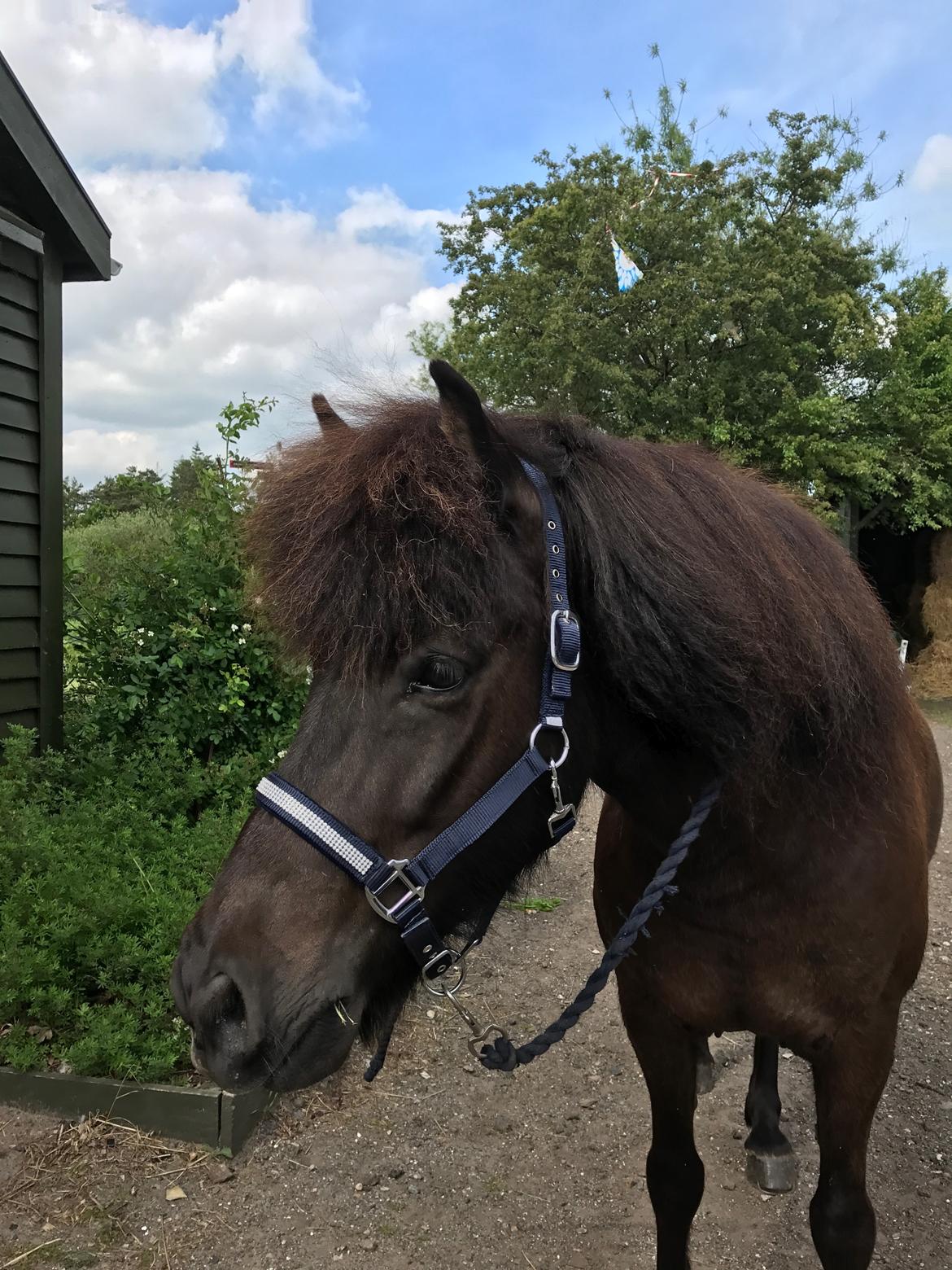 Islænder TVISTUR fra FRI-STEDET - Smukke lillemand på en lækker sommerdag!! Billede lånt af Cecilie billede 11