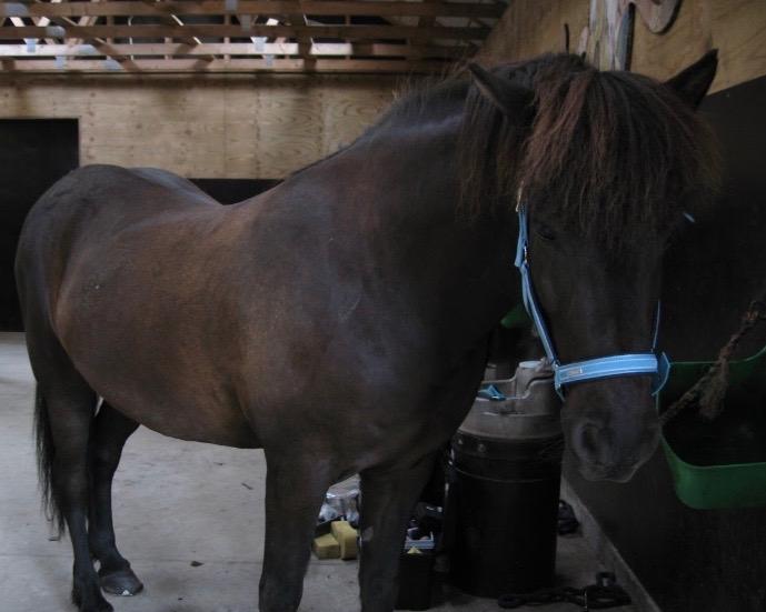 Islænder TVISTUR fra FRI-STEDET billede 12