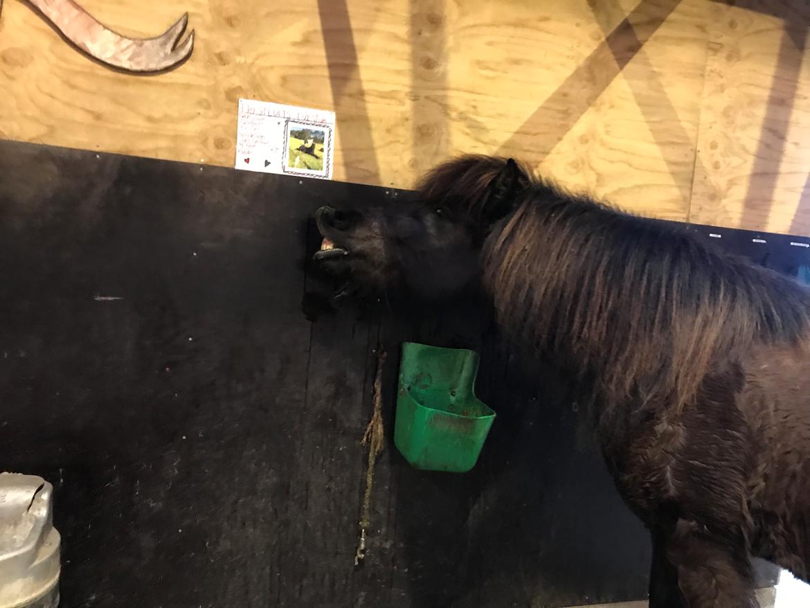 Islænder TVISTUR fra FRI-STEDET - Det er skønt med nyt foder ikk? ;) billede 16