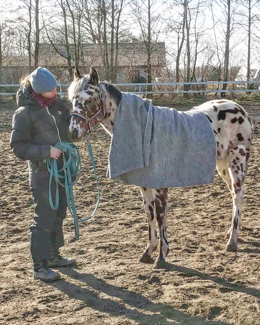 Knabstrupper J.S. Precious Remee - Min lille seje fyr  billede 11