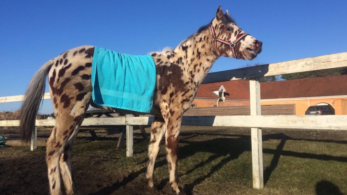 Knabstrupper J.S. Precious Remee - Hyl jeg er selv på ridebanen med mor haha  billede 12