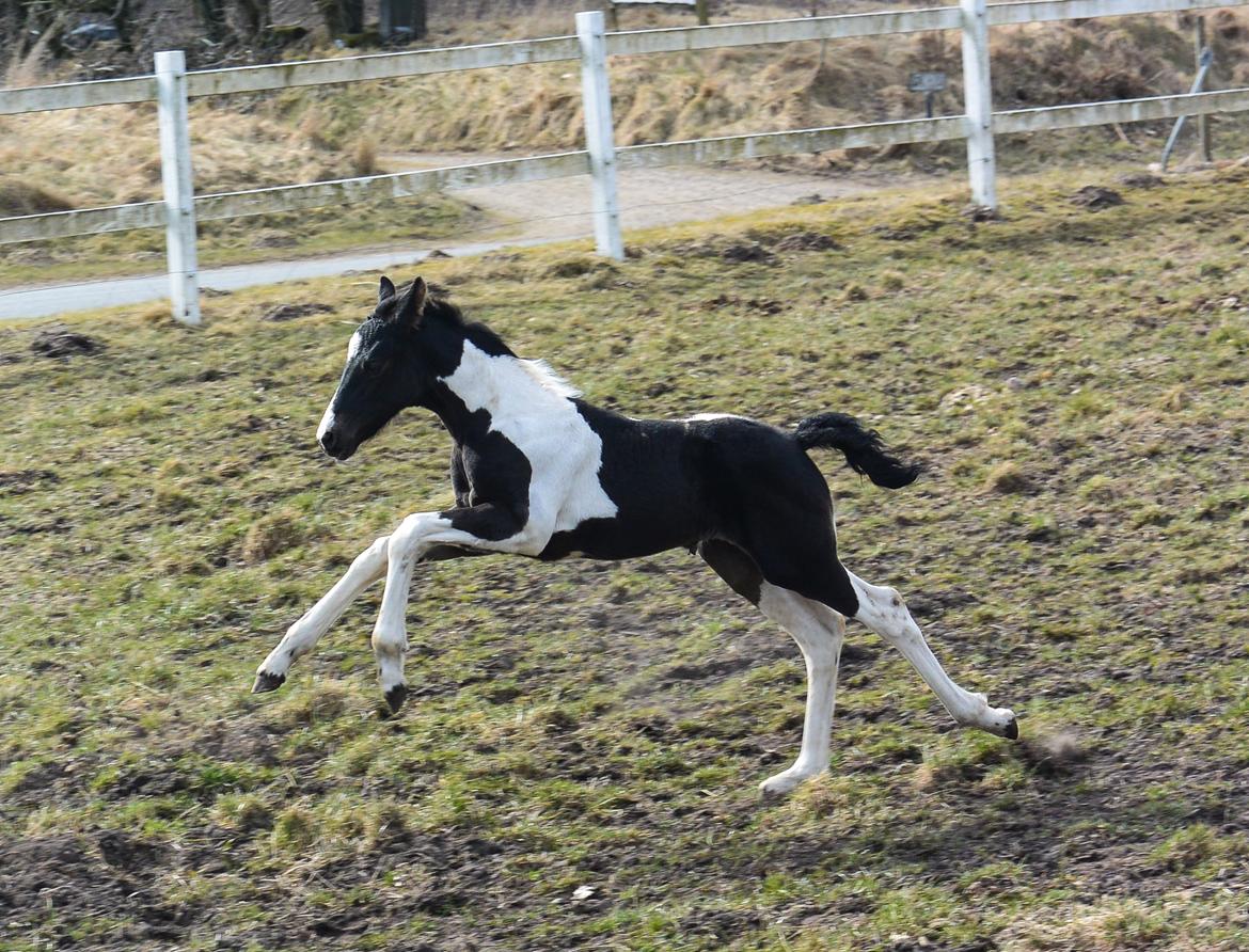 Barockpinto Tineke fan Stald Barok billede 7