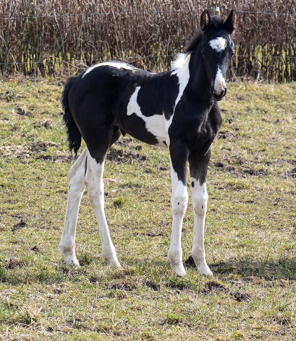 Barockpinto Tineke fan Stald Barok billede 9