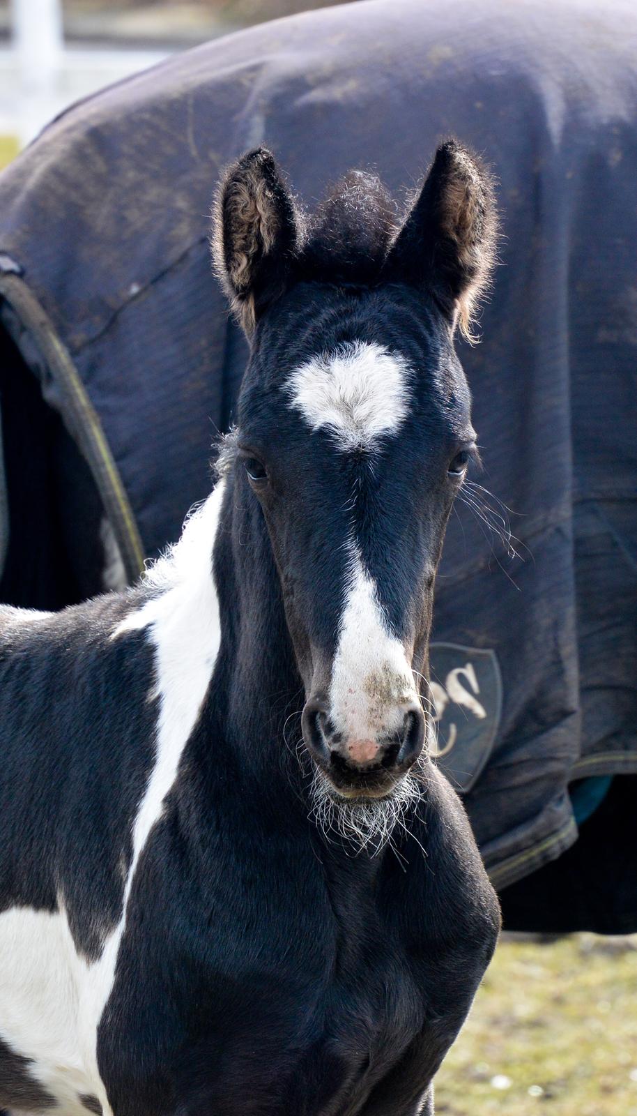 Barockpinto Tineke fan Stald Barok billede 8