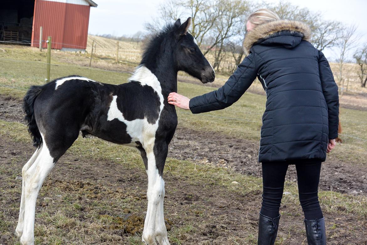 Barockpinto Tineke fan Stald Barok billede 11