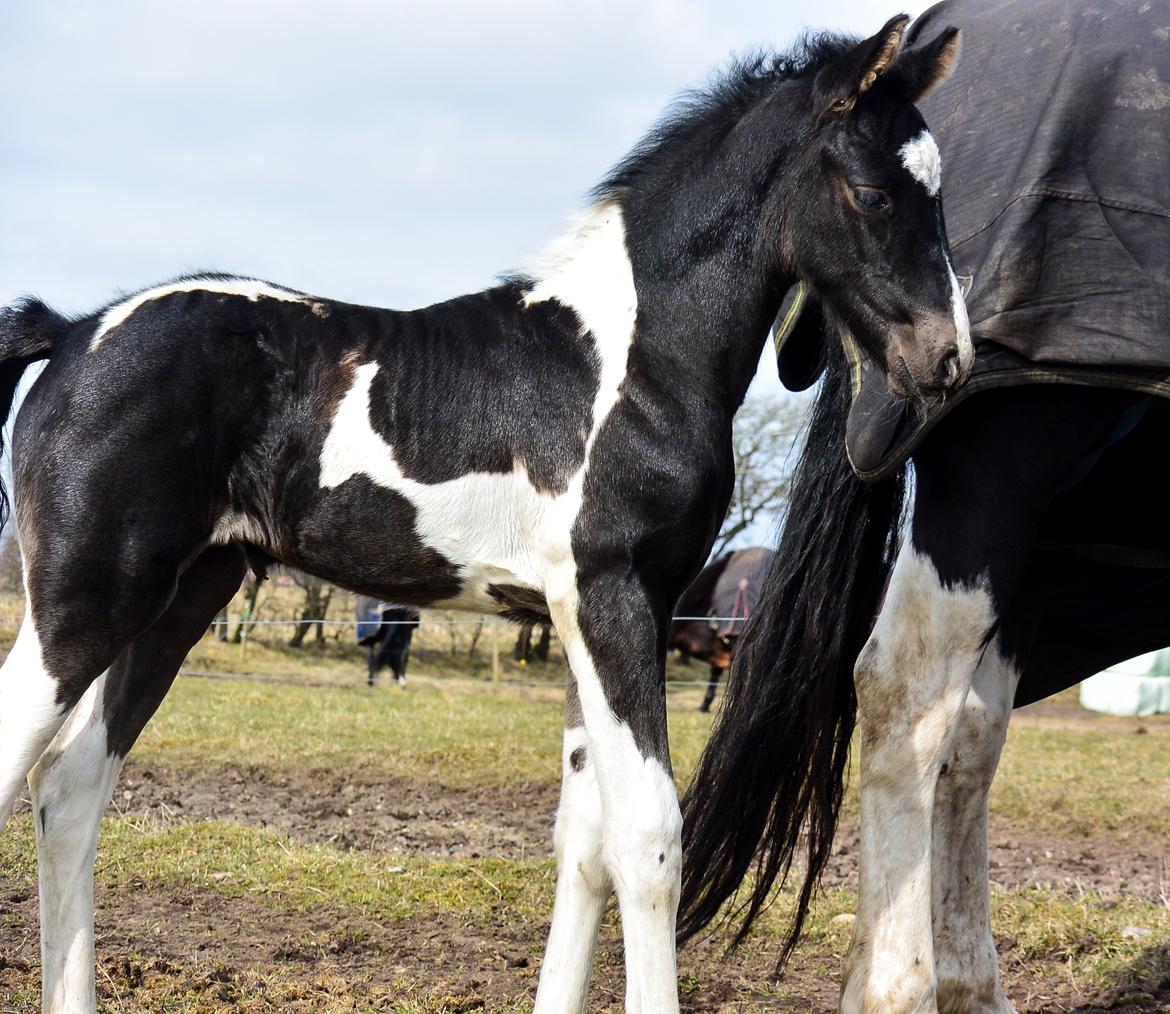 Barockpinto Tineke fan Stald Barok billede 12