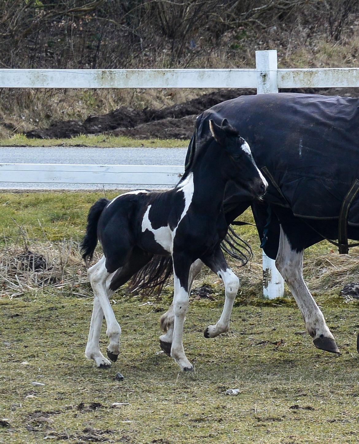 Barockpinto Tineke fan Stald Barok billede 13