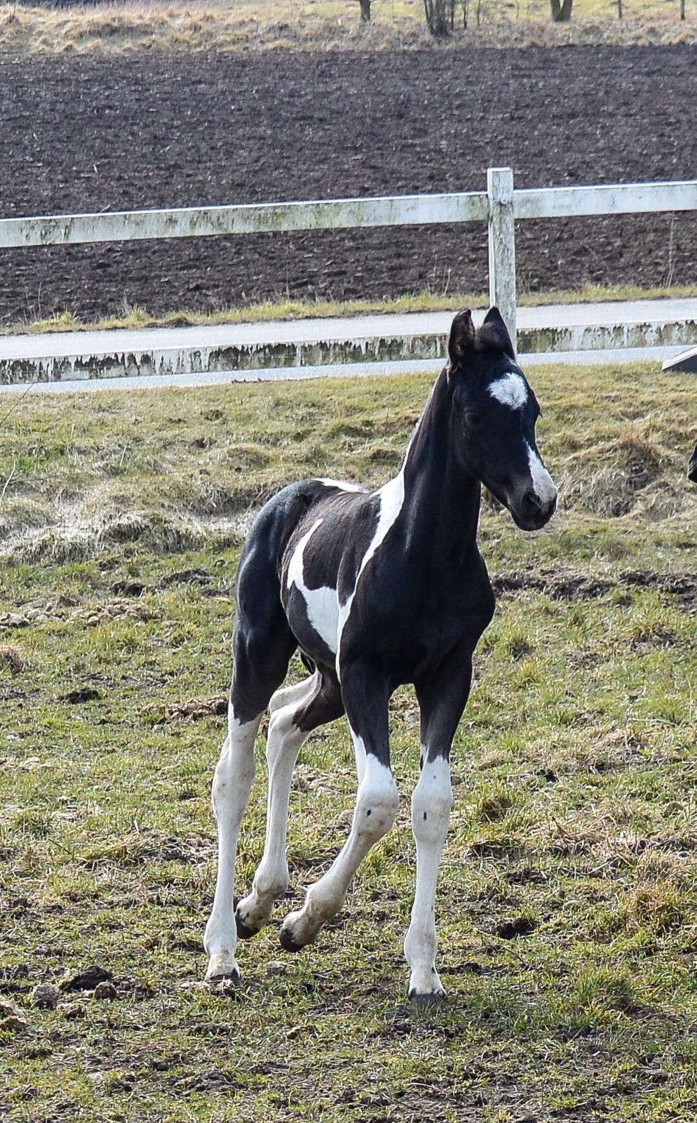 Barockpinto Tineke fan Stald Barok billede 14