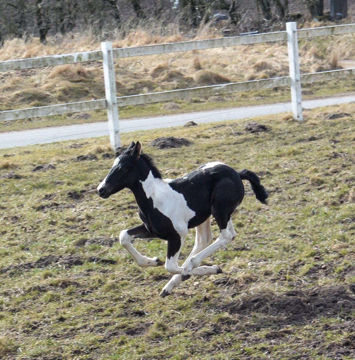 Barockpinto Tineke fan Stald Barok billede 15