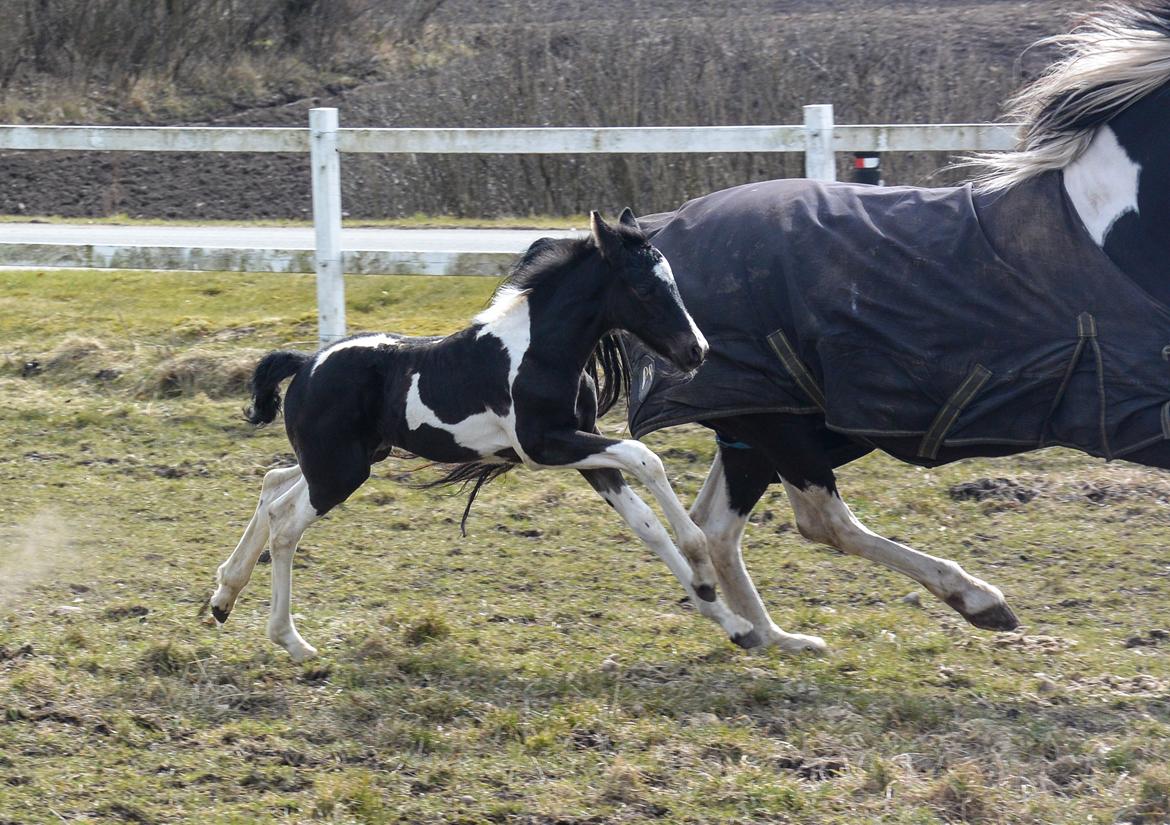 Barockpinto Tineke fan Stald Barok billede 16