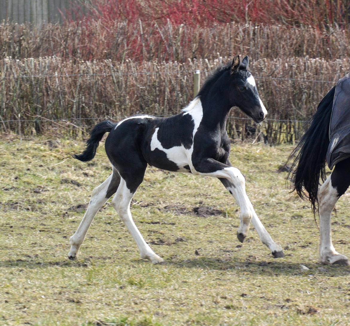 Barockpinto Tineke fan Stald Barok billede 17