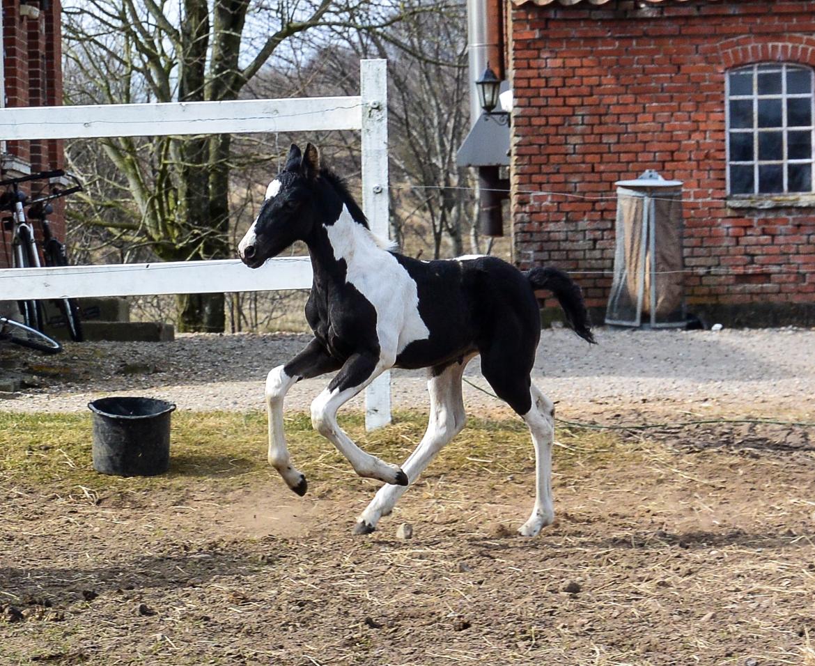 Barockpinto Tineke fan Stald Barok billede 18