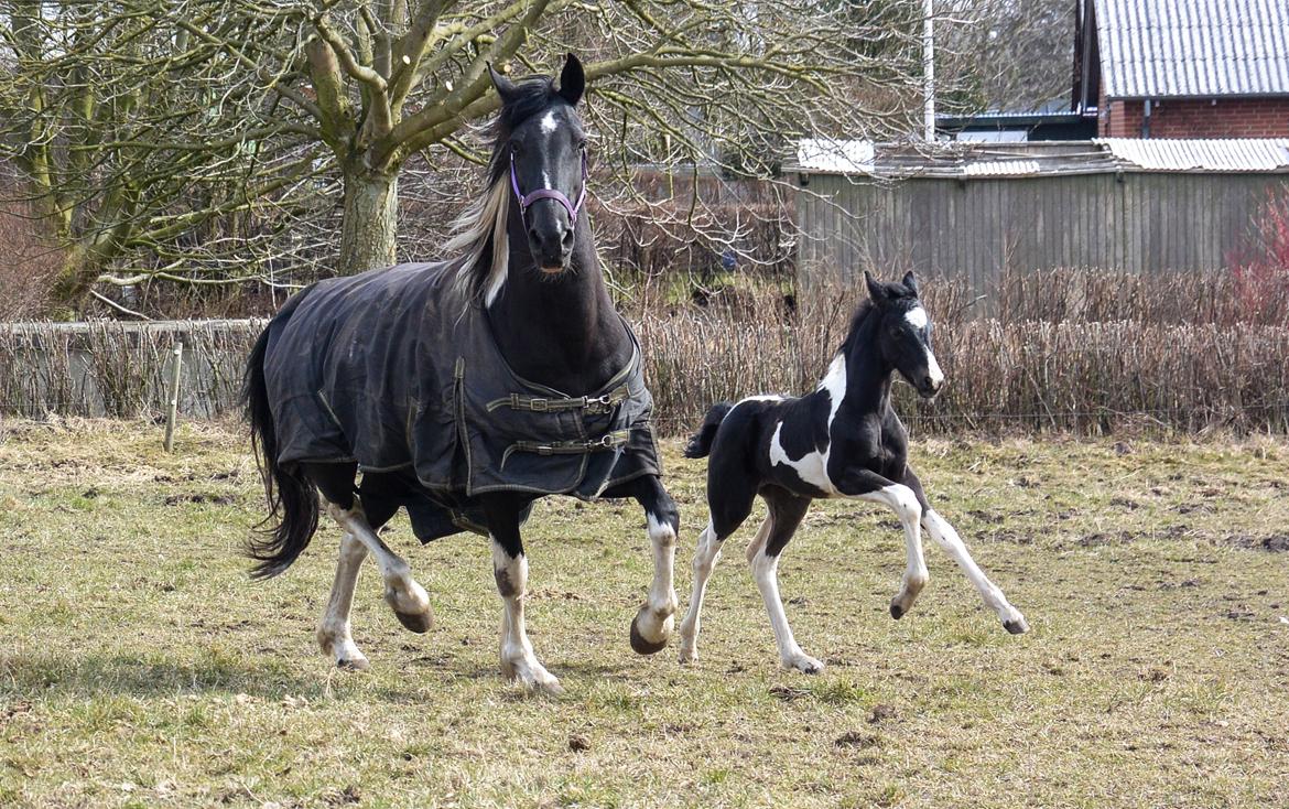 Barockpinto Tineke fan Stald Barok billede 19