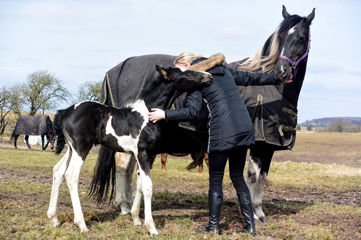 Barockpinto Tineke fan Stald Barok billede 10