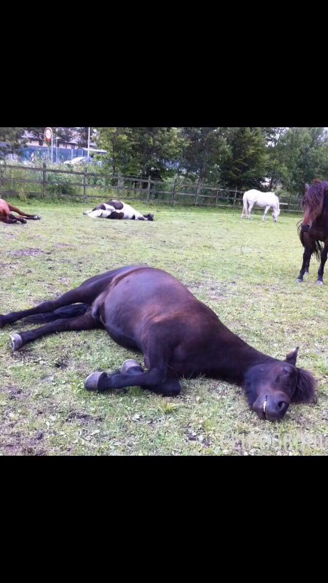 Islænder TVISTUR fra FRI-STEDET billede 13