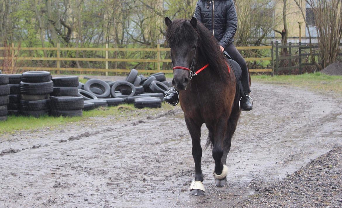 Islænder TVISTUR fra FRI-STEDET billede 20