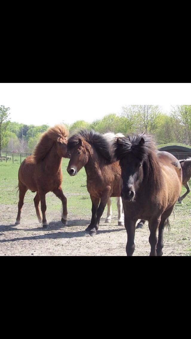 Islænder TVISTUR fra FRI-STEDET - De ville drenge på folden ;) billede 14