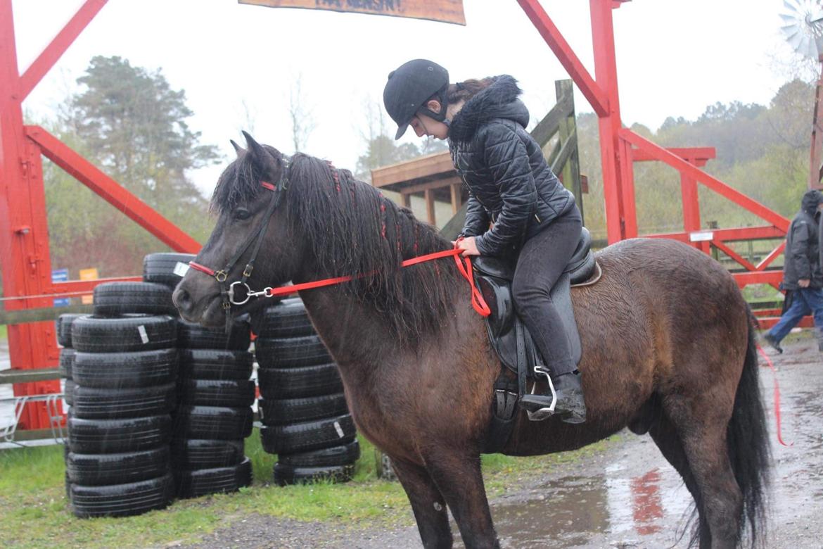 Islænder TVISTUR fra FRI-STEDET - Tvistur til stævne, hvor han trak 1. x2 og en 3. plads med hjem! billede 15