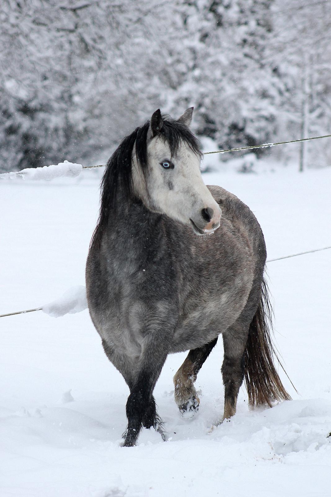 Welsh Mountain (sec A) Fakla Annabell billede 18