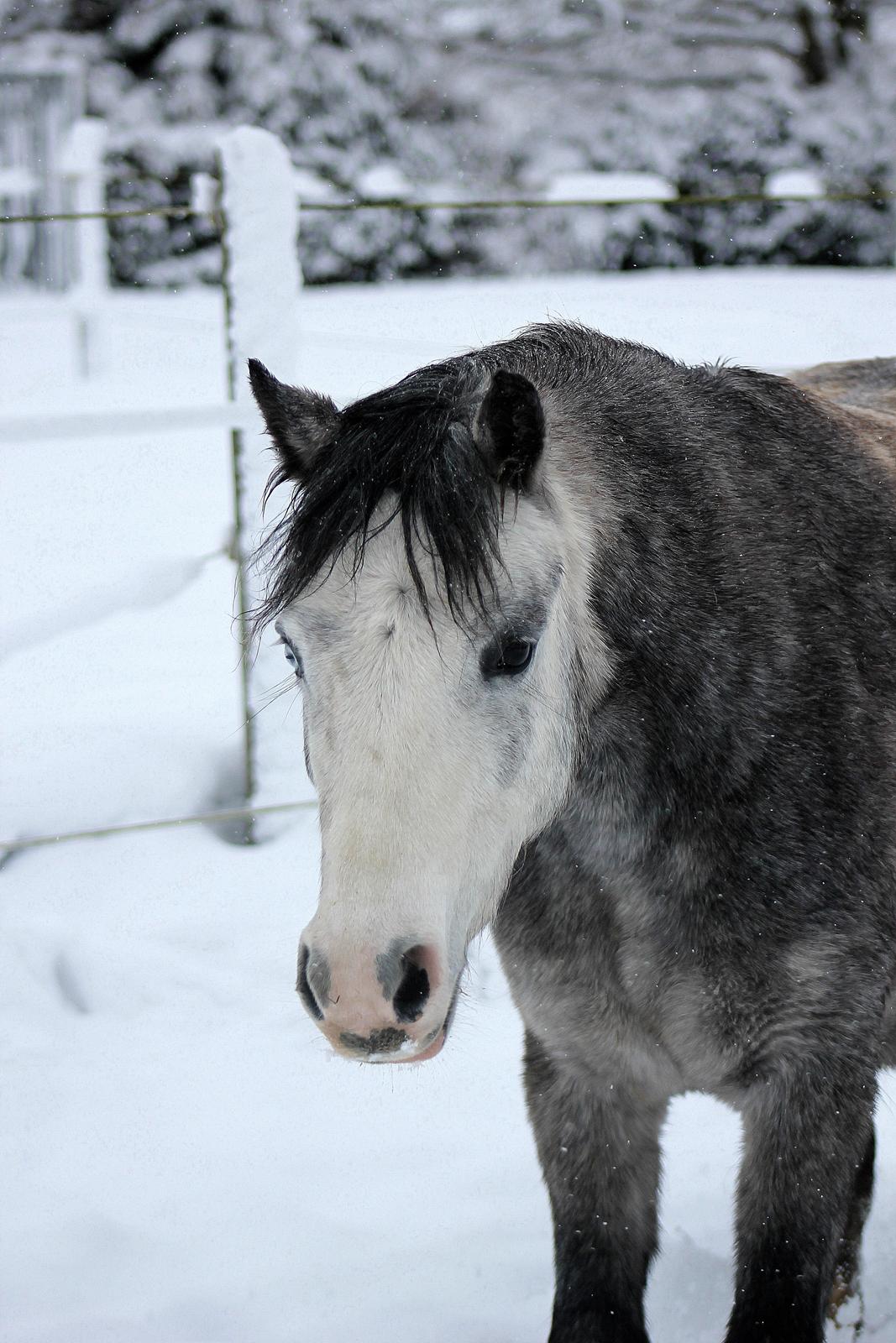 Welsh Mountain (sec A) Fakla Annabell billede 19