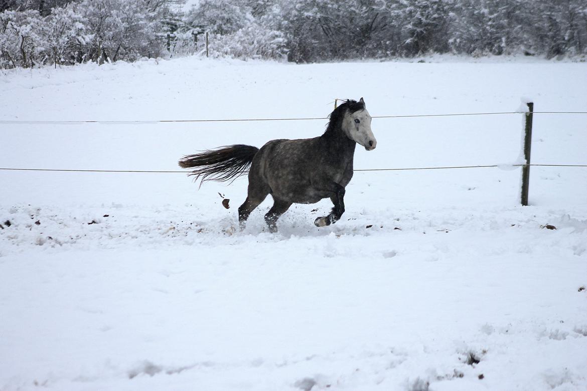 Welsh Mountain (sec A) Fakla Annabell billede 20