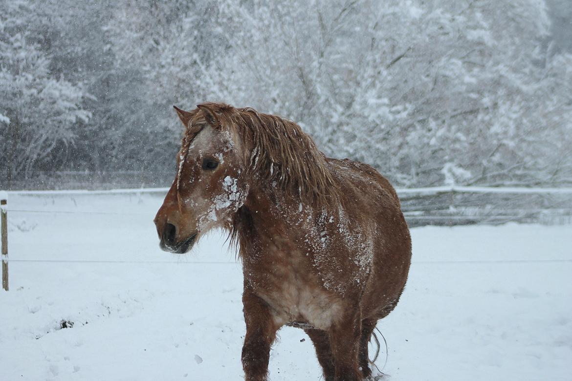 Anden særlig race Tex billede 18