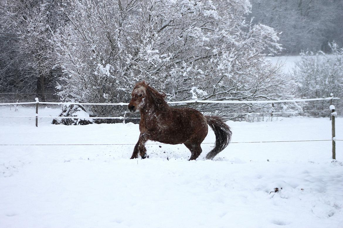 Anden særlig race Tex billede 19