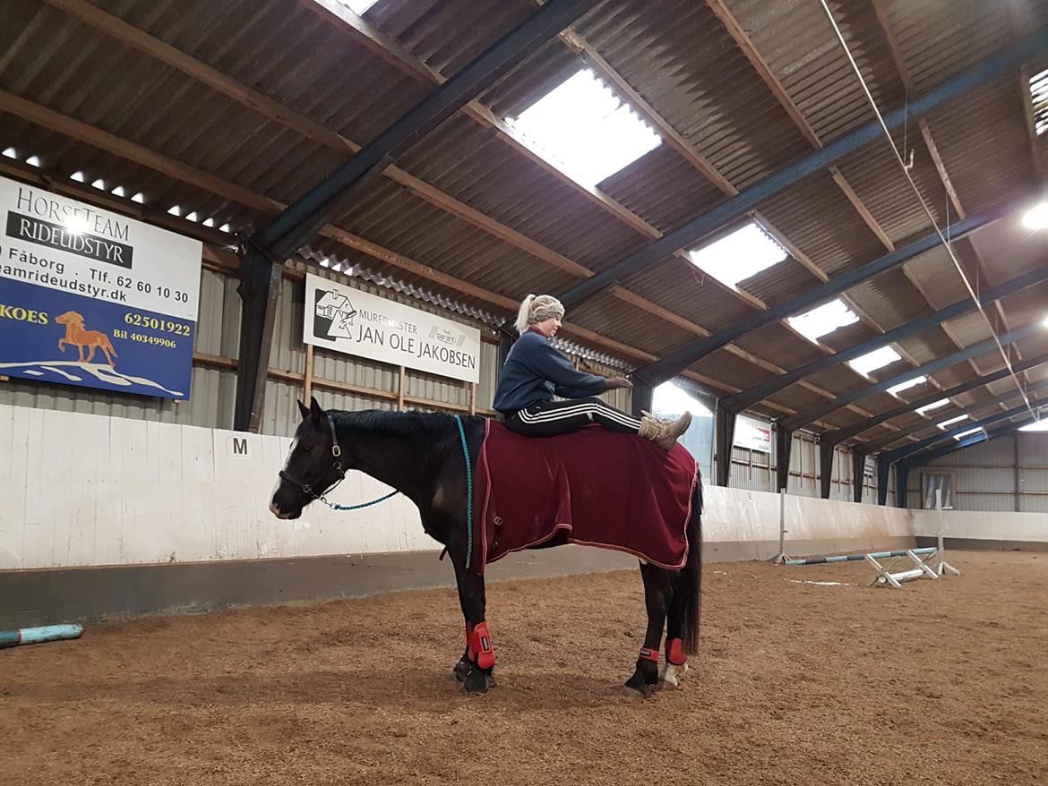 Irsk Sportshest Shadow billede 9