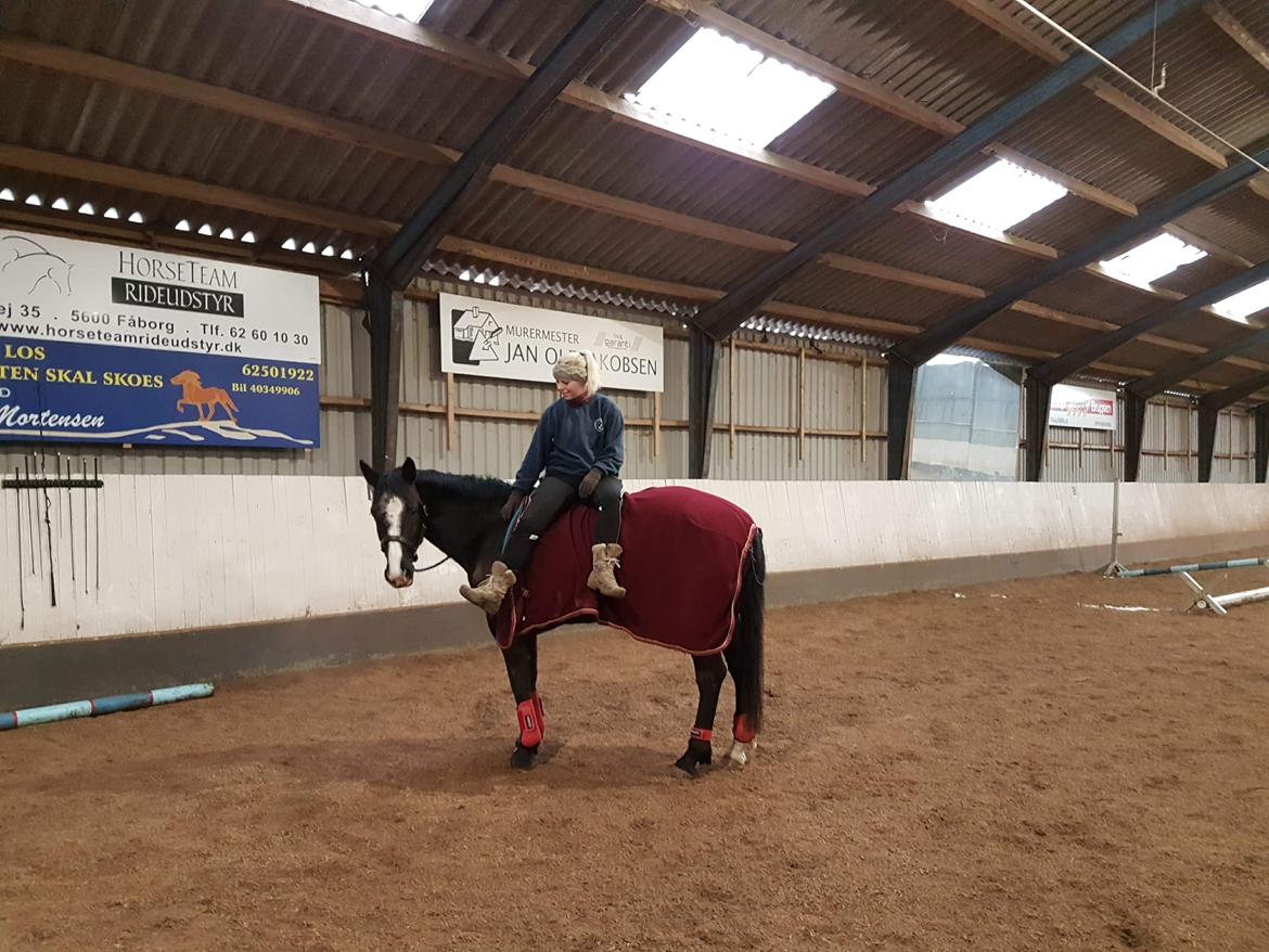 Irsk Sportshest Shadow billede 10