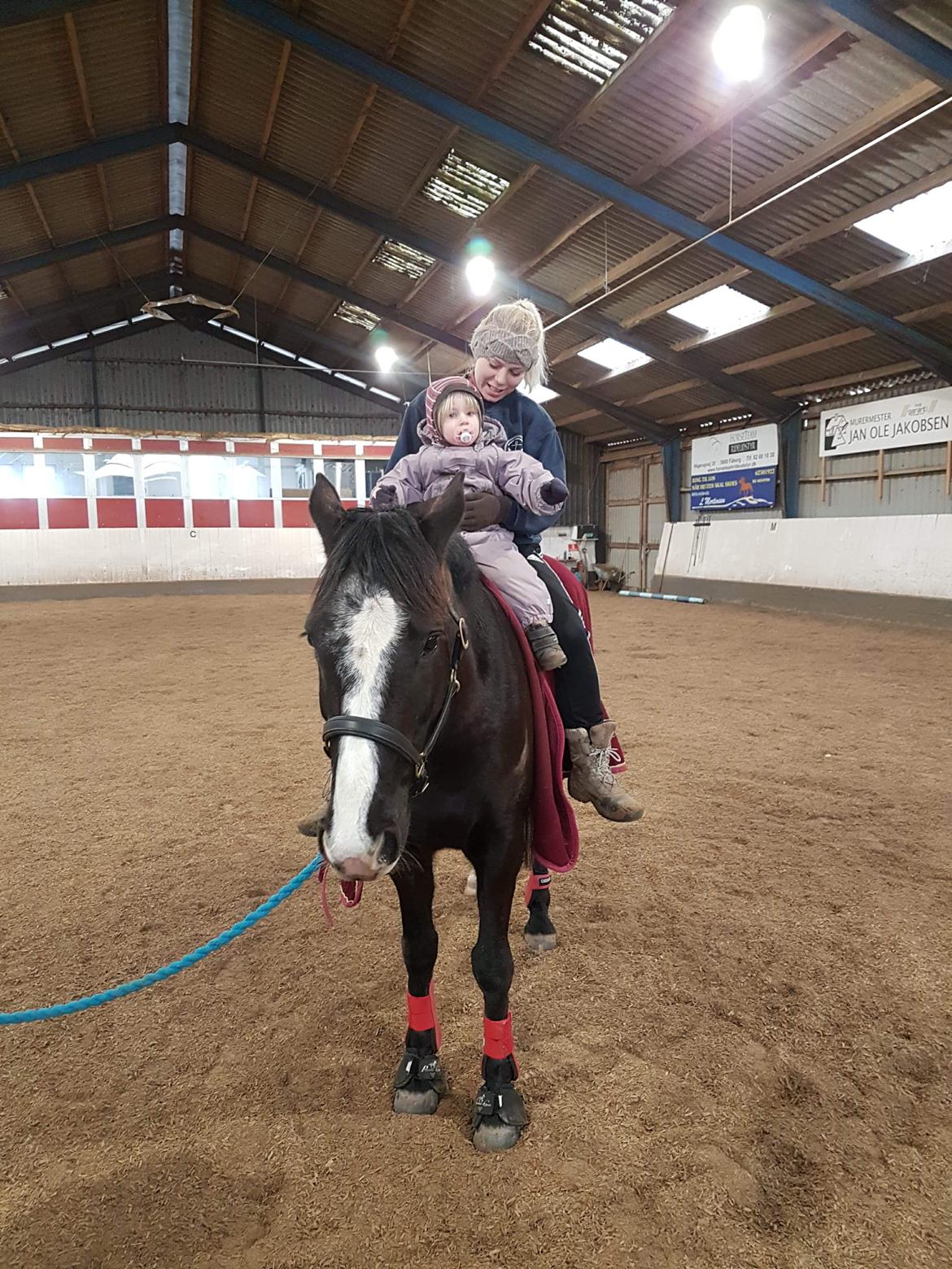 Irsk Sportshest Shadow billede 8