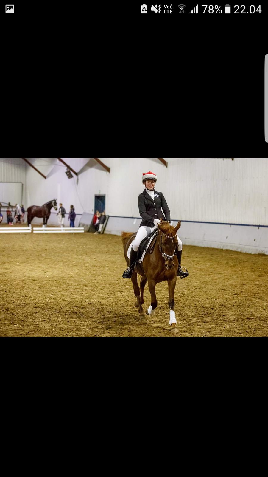 New Forest Kelly  billede 19