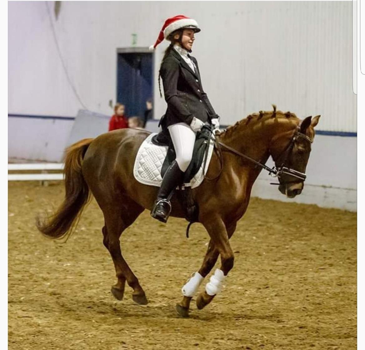 New Forest Kelly  billede 20