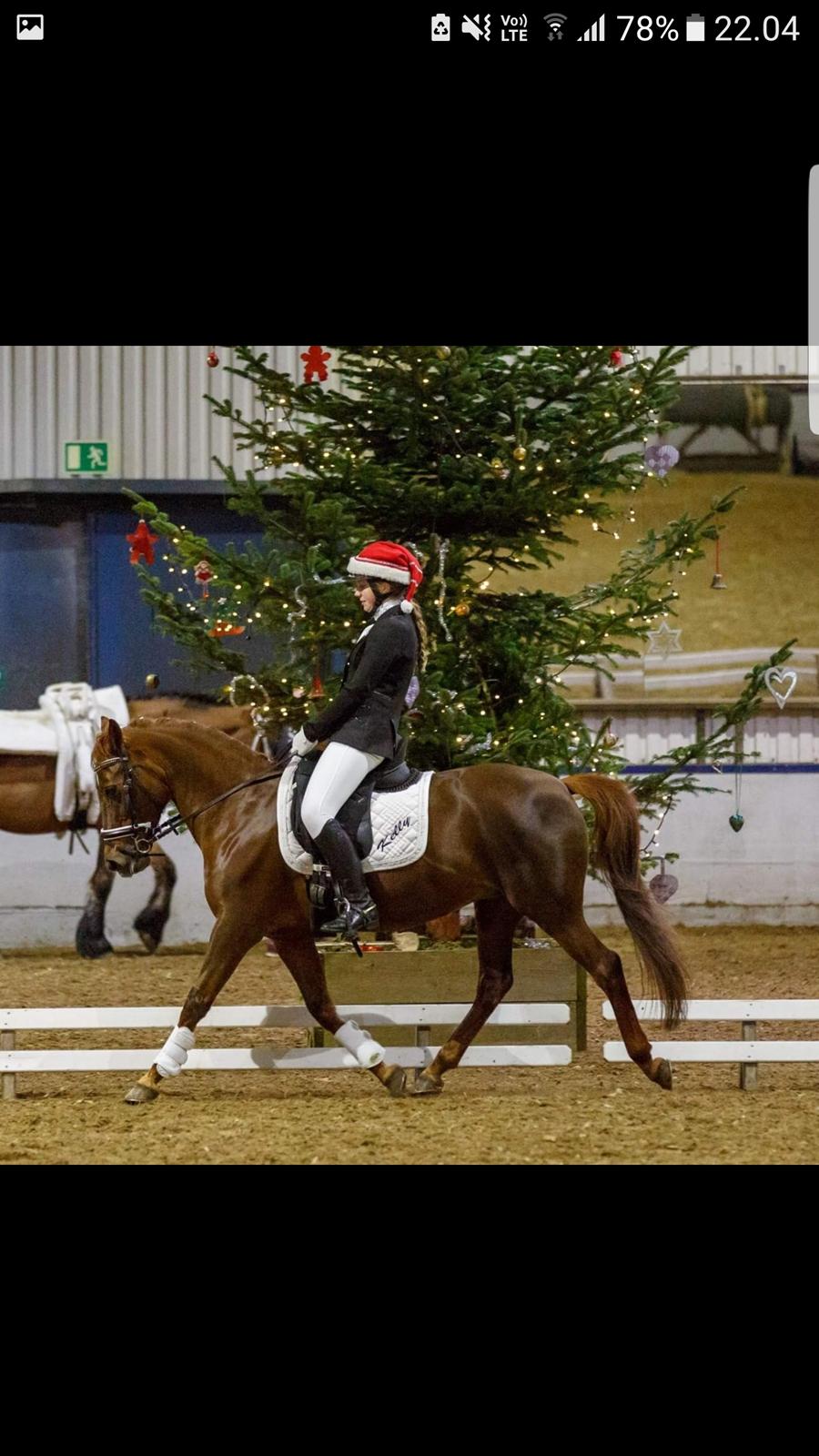 New Forest Kelly  billede 18