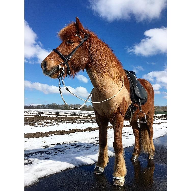 Islænder Eldingur fra Rønnow billede 6