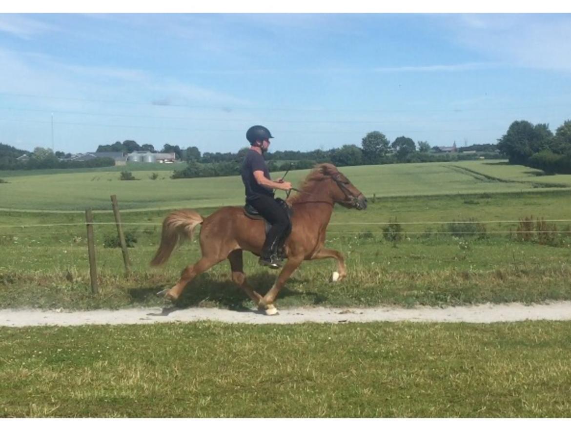 Islænder Eldingur fra Rønnow - I pastræning ved Elias Arnason  billede 13